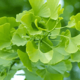Ginkgo Biloba leaf extract